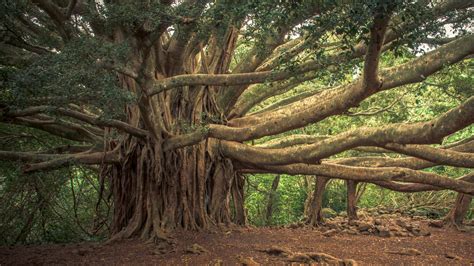  ¡El Banyan Tree: Un viaje a través de la sabiduría ancestral y la naturaleza mágica!