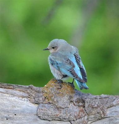 ¡The Bluebird de Estados Unidos: Un Canto Melancólico a la Esperanza Perdida!